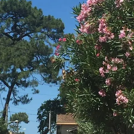 T2 Les Papillons شقة