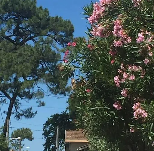 T2 Les Papillons Appartement